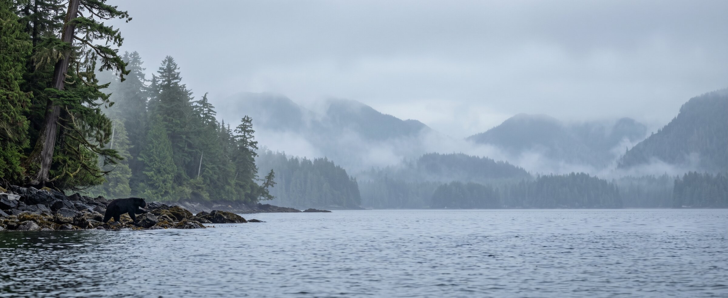 Coastal black bear foraging on a rocky low-tide shoreline beneath misty rainforest — bear watching tours in Clayoquot Sound near Tofino